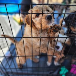 "Delilah summer 2022" Assorted Doodle Crosses Puppies from Do Wah Diddy Doodles