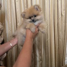 Aslan - Orange male Pomeranian puppy in Bonita Springs, Florida from 🤎 Dreaming Puppies 🐶