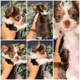 Rolo - Tan male Yorkshire Terrier puppy in Cleveland, Tennessee from Moody’s Morkies and More