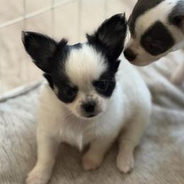 Oreo - Black and white female Chihuahua puppy in Harrison, Michigan from Cloud9 Chihuahuas