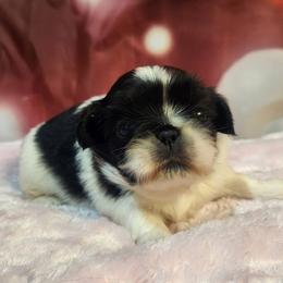 Pekingese, Poodle, and Shih Tzu Puppies from Happy puppies