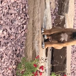 Rhodesian Ridgeback Puppies from Heritage Rhodesian Ridgebacks