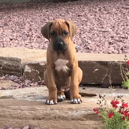 Rhodesian Ridgeback Puppies from Heritage Rhodesian Ridgebacks