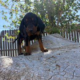 Cute Brown Girl - Black and tan female Black and Tan Coonhound puppy in Pueblo, Colorado from BT Coonhound