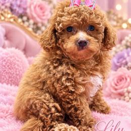 Lily - Apricot female Goldendoodle puppy in Cooper City, Florida from Jenny La Bone