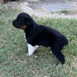 Michael - Black tri-color male Australian Shepherd puppy in Mount Vernon, Texas from RJ's Aussie Posse