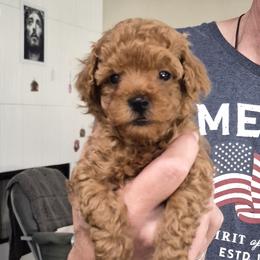 Rusty - Red  male Poodle puppy in Chandler, Arizona from Fabi toy Poodle