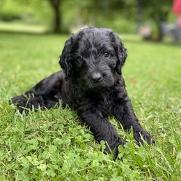 Black Girl - Lavender - Labradoodle puppy in Canton, North Carolina from Pisgah Creek Doodles