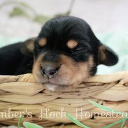 Sage - Black and tan female Dachshund puppy in Allons, Tennessee from Amber's Flock Homestead