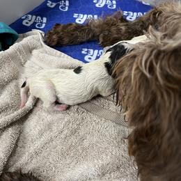 Wirehaired Pointing Griffon Puppies from Happy Hollow Griffons