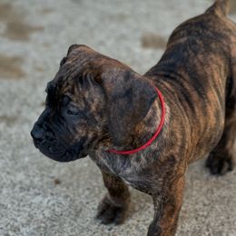 Boerboel Puppies from Erickson Ranch Boerboels