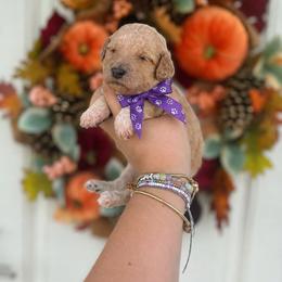 Boo (Purple) - Apricot female Poodle puppy in Stuart Fl, Florida from Lincoln & Lady Co.