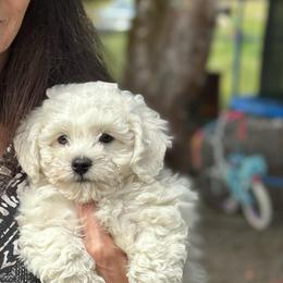 Wyatt - White and buff male Bichon Frise puppy in Clackamas, Oregon from Bonnie Maes' Bichon Frise Puppies