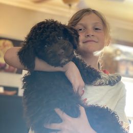 Lagotto Romagnolo Puppies from Anna’s Lagottos
