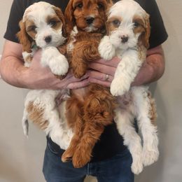 Cavapoo and Poodle Puppies from Salt Creek Doodles