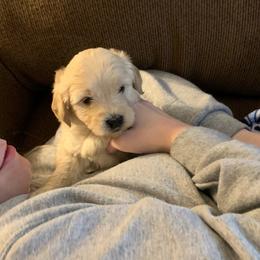 Goldendoodle Puppies from Goldendoodles of Vanhoy Farms