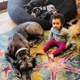 Great Dane Puppies from Old Orchard Danes