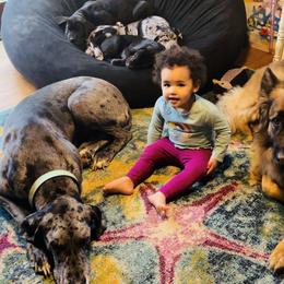 Great Dane Puppies from Old Orchard Danes
