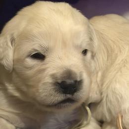 TBD - Light golden male Golden Retriever puppy in Osceola, Iowa from Healing Hearts Therapy Goldens