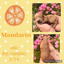 Mandarin - Red  female Goldendoodle puppy in Chattanooga, Tennessee from Scenic City Doodles