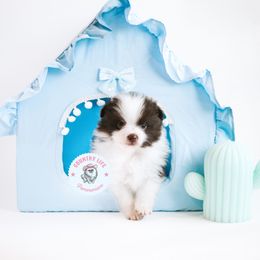 Pomeranian Puppies from Country Life Pomeranians