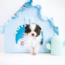 Pomeranian Puppies from Country Life Pomeranians