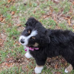 Battie - Black tri male Miniature Australian Shepherd puppy in Harker Heights, Texas from Comfy Cozy Kennel