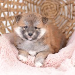 Red Girl 1 - Red female Shiba Inu puppy in Neosho, Missouri from Sunny Terrace Shibas