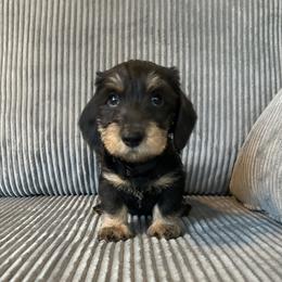 Black - Black and tan male Dachshund puppy in New Caney, Texas from Liberty Dachs