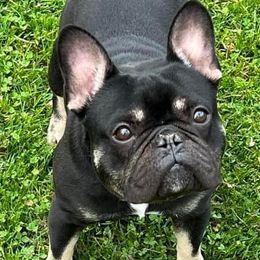 French Bulldogs from Repp’s Frenchies