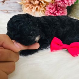 Pearl - Phantom female Poodle puppy in Nixa, Missouri from Family Poodles