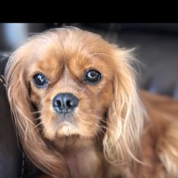 Cavalier King Charles Spaniel Puppies from Cavalier Kisses