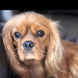Cavalier King Charles Spaniel Puppies from Cavalier Kisses