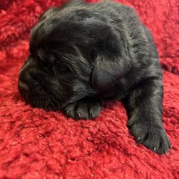 Black Girl - Black female Labrador Retriever puppy in Beaverdam, Virginia from Gold Heart Labradors
