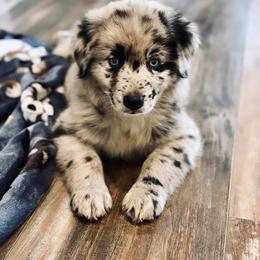 Australian Shepherd Puppies from SoCo Aussies
