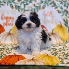 Poodle, Shichon, Shihpoo, Shih Tzu, and Shorkie Puppies from Ever After Tails