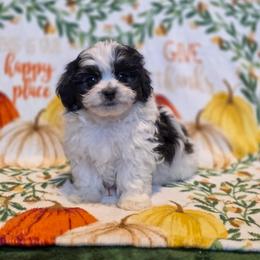Poodle, Shichon, Shihpoo, Shih Tzu, and Shorkie Puppies from Ever After Tails