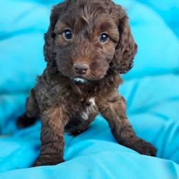 Elsa - Brown white and tan female Cockapoo puppy in Indiahoma, Oklahoma from Phamily Doodles