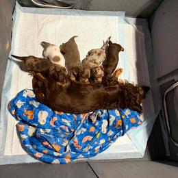 Dachshund puppies from Texoma Doxies