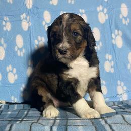 Winnie - Tri-color female Bernedoodle puppy in Battle Creek, Michigan from T-Rose’s Bernedoodle & Pomsky Puppies