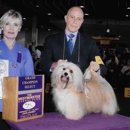 Walker  - Havanese