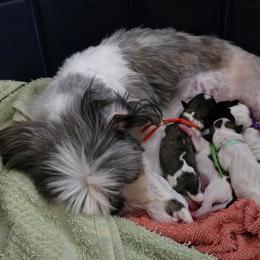 Shichon puppies from Ever After Tails