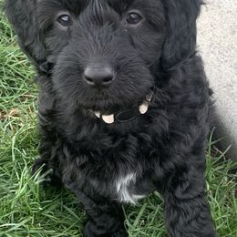 Aussiedoodle Puppies from North Idaho Miniature Aussiedoodles