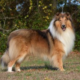 Collies from Starrlit Collies