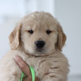 Golden Retriever Puppies from Golden Hour Golden Retrievers