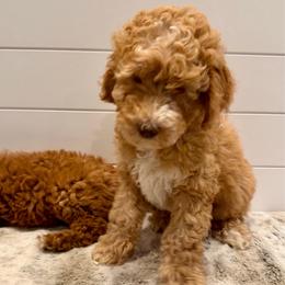 Blue Collar Boy - Apricot male Goldendoodle puppy in San Augustine, Texas from Vintage Doodles