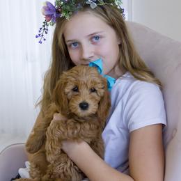 Goldendoodle Puppies from Dean Doodles