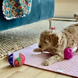 Peaches - Light golden Double Doodle puppy in Kent, Washington from Riverside Doodles - Seattle (A+ genetics)