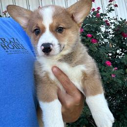 Boy 2 - White and fawn male Pembroke Welsh Corgi puppy in Honey Grove, Texas from JK Ranch Corgis