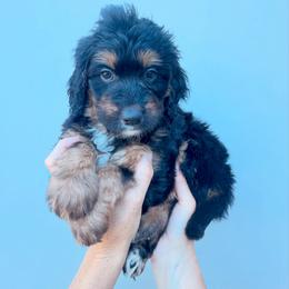Eden - Black tri-color female Aussiedoodle puppy in Orland, California from Shockley’s Elite Doodles